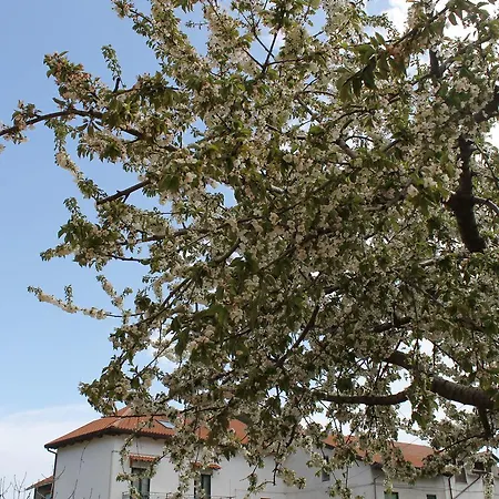 Il Ciliegio Ospitalita Diffusa